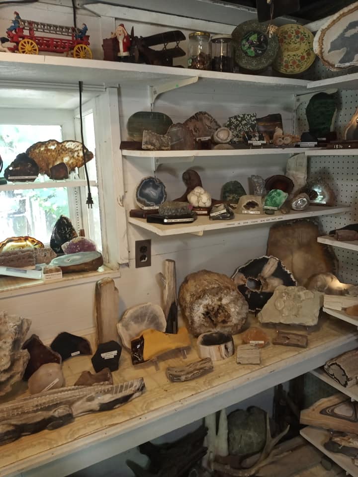 Shelves in a shop or studio displaying assorted rocks, fossils, and mineral specimens