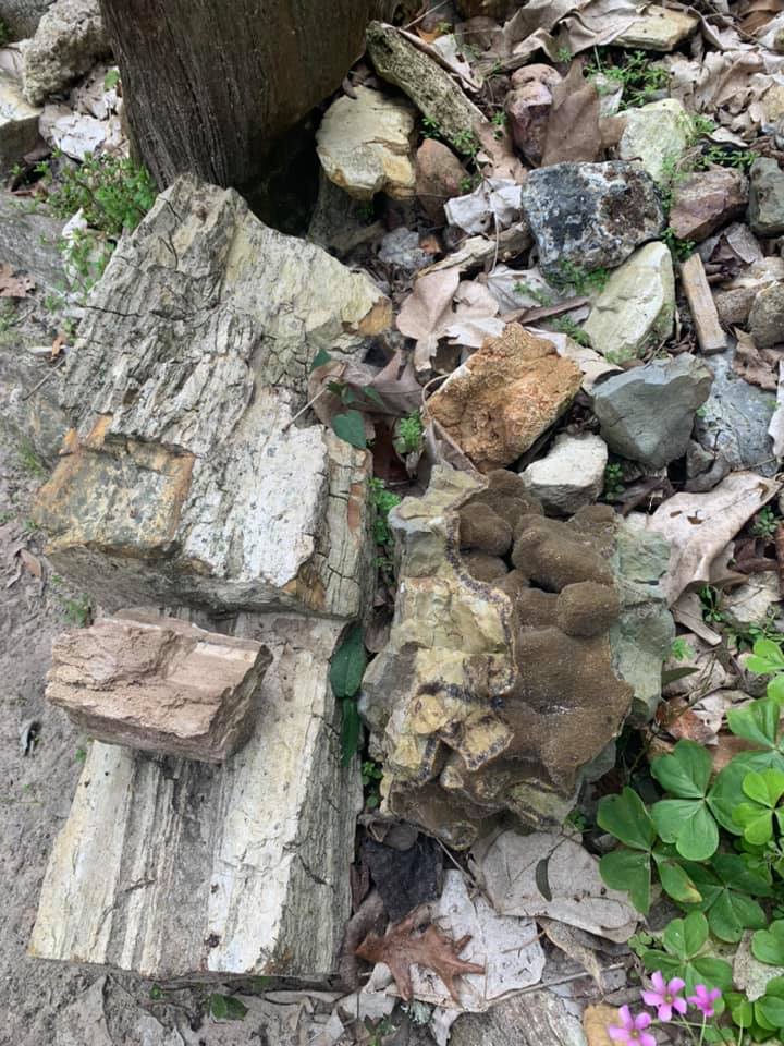 Moss-covered logs and rocks among dry leaves, with small pink flowers in the lower right