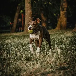 Brown and white dog running through tall grass with a tennis ball in its mouth