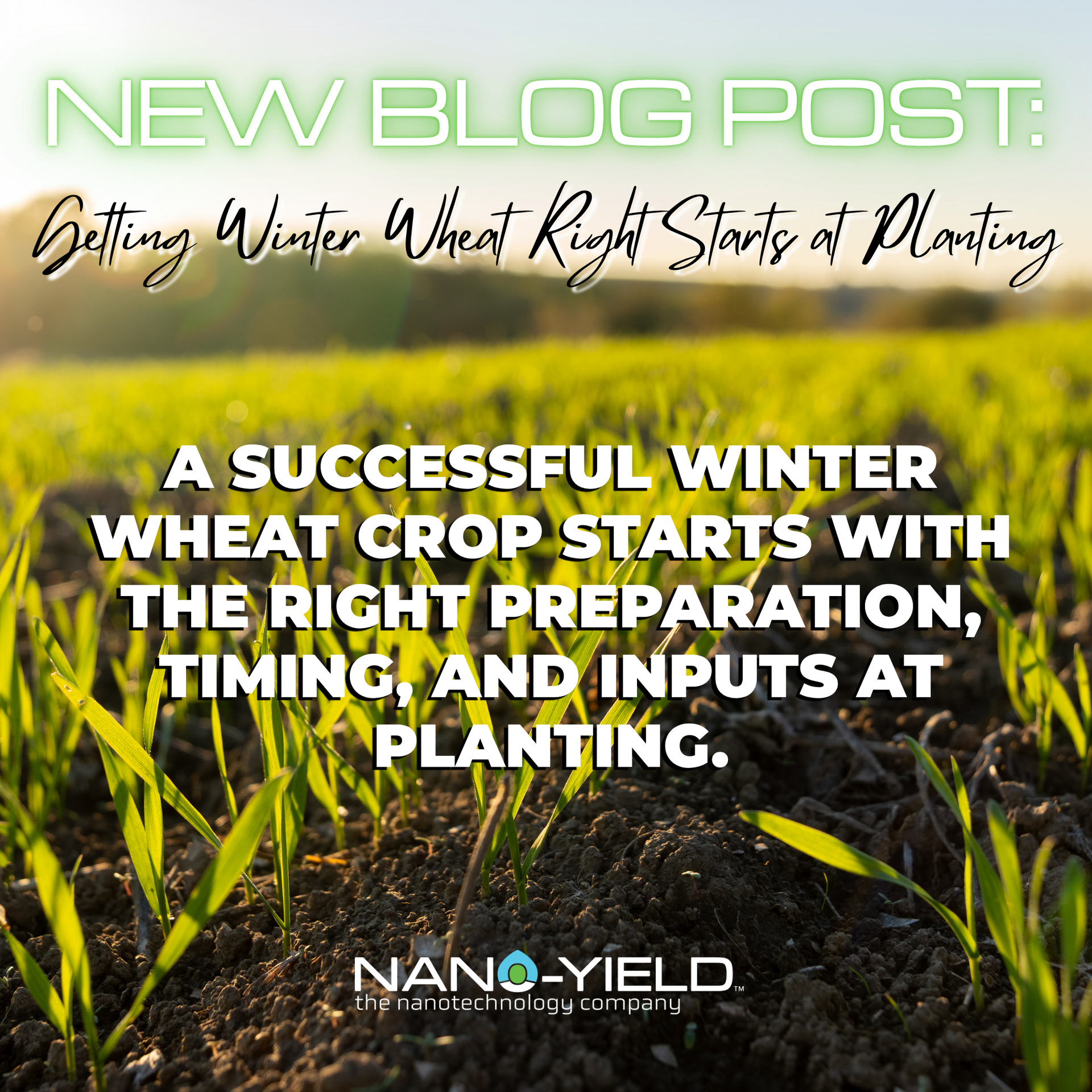 Planting for winter wheat 