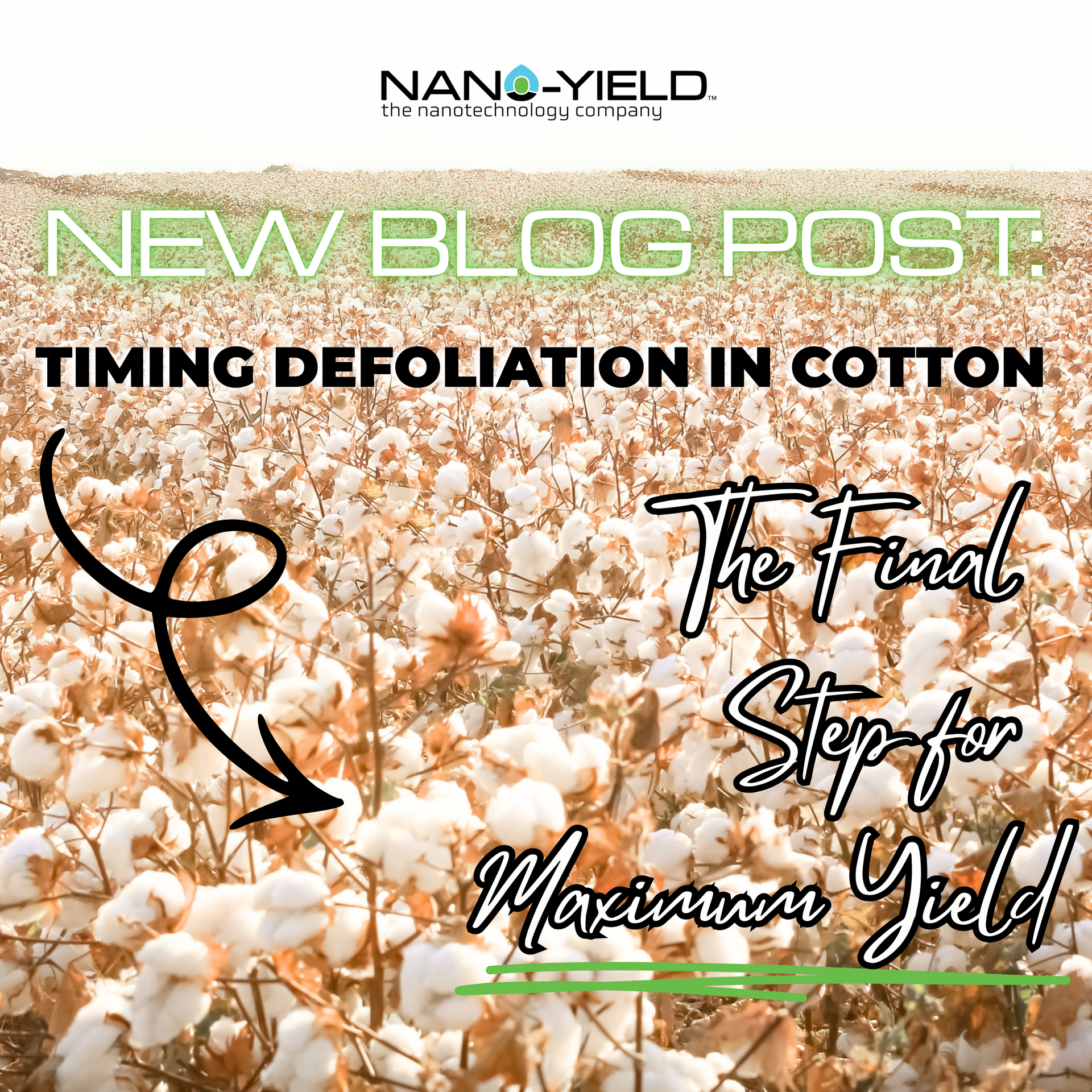 Defoliant Timing in Cotton Matters
