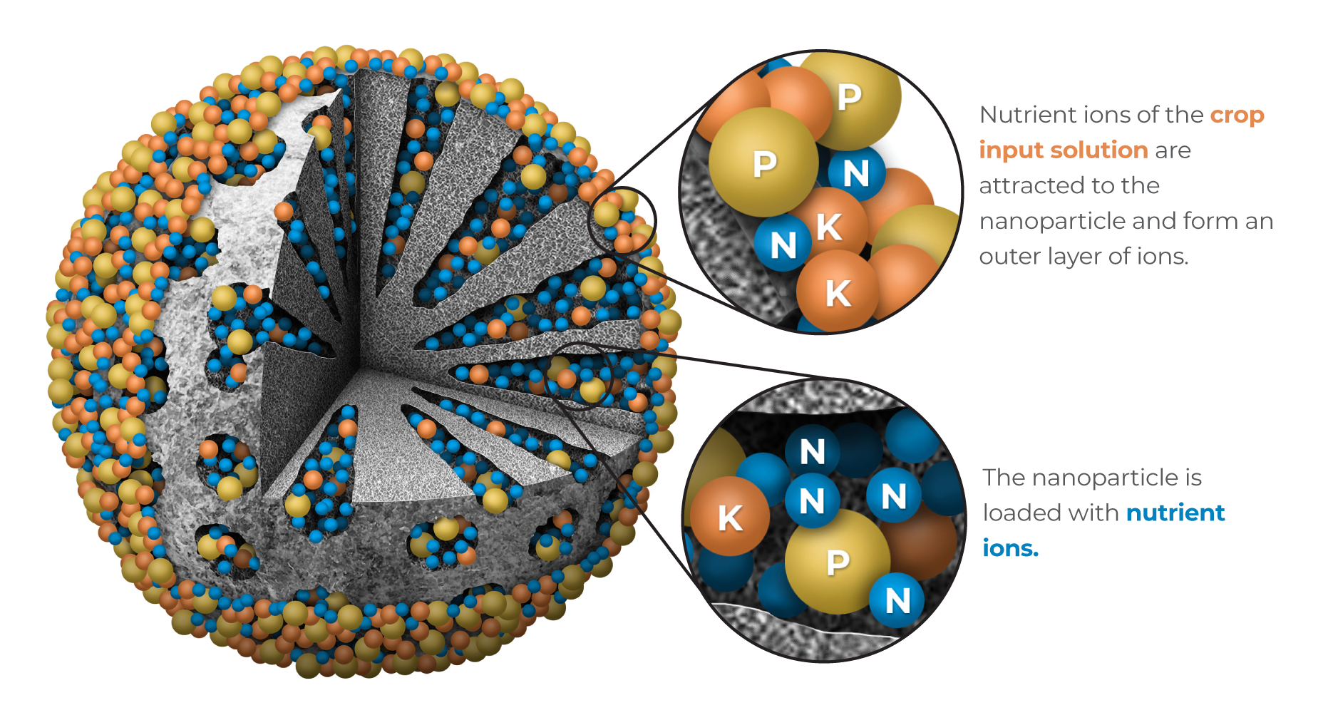 the nanoparticle can be loaded with thousands of charged nutrient molecules