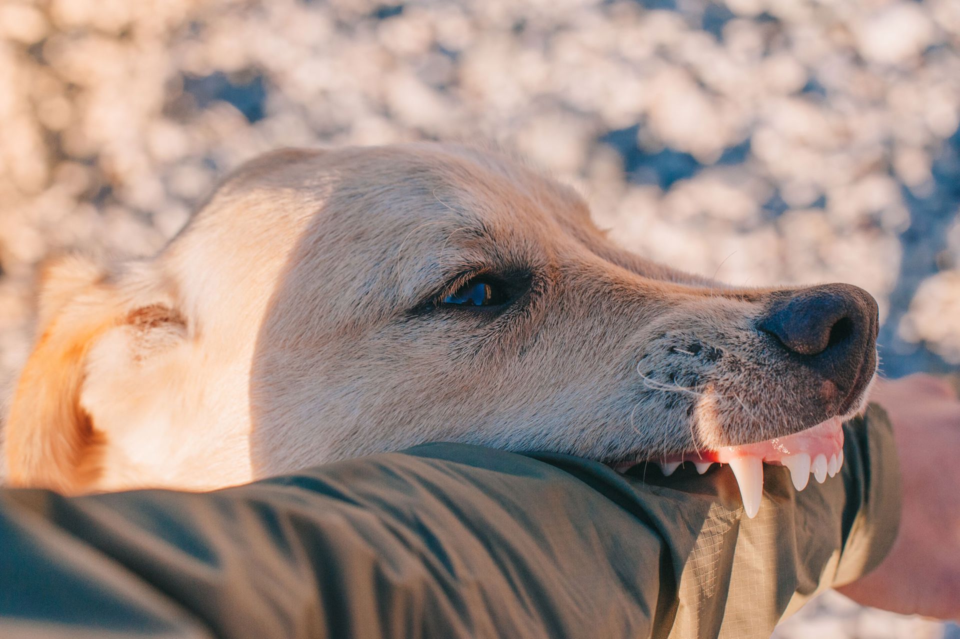 Dog bites man's hand