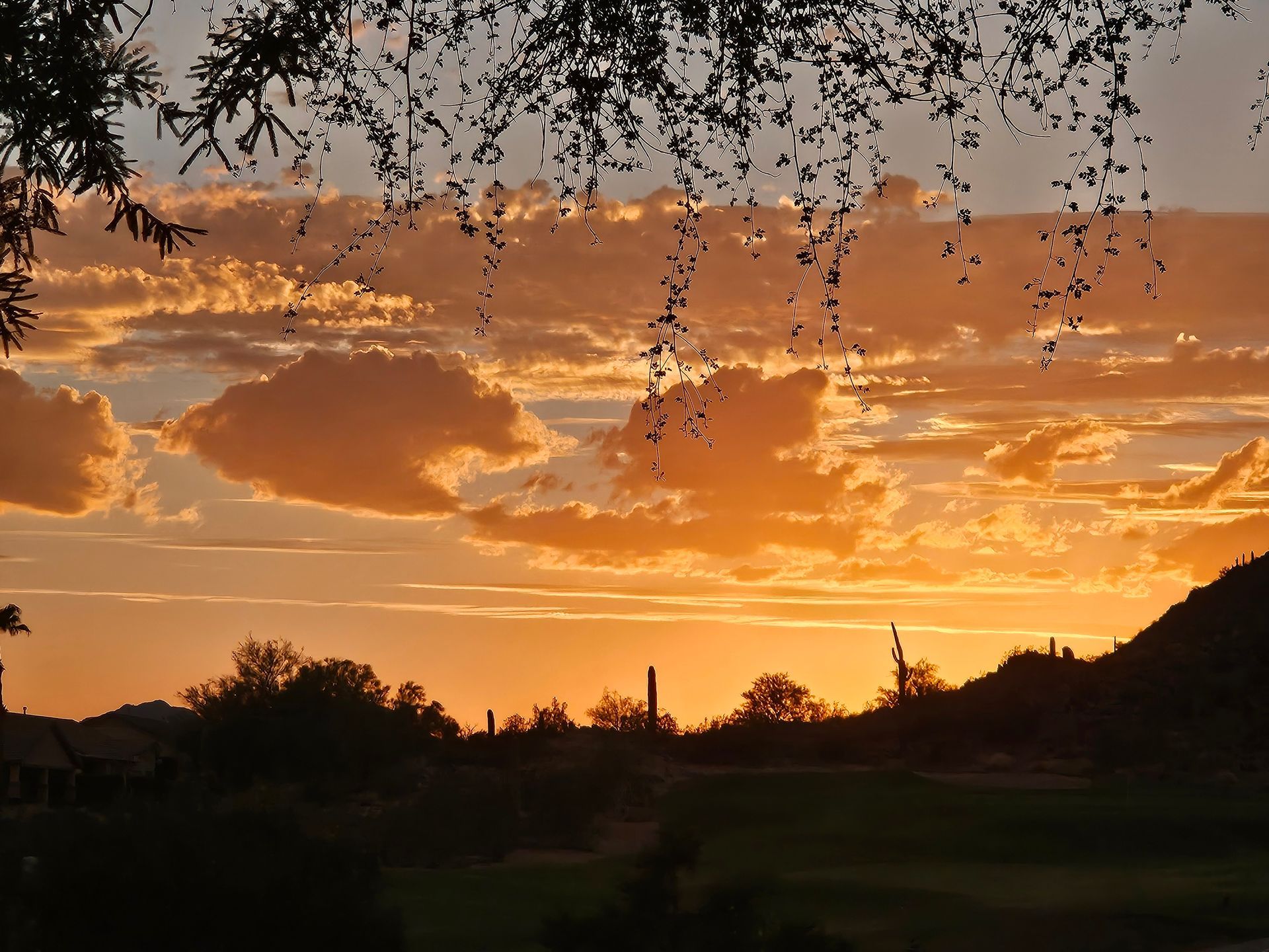 Sunset over desert landscape with orange clouds and silhouetted trees.