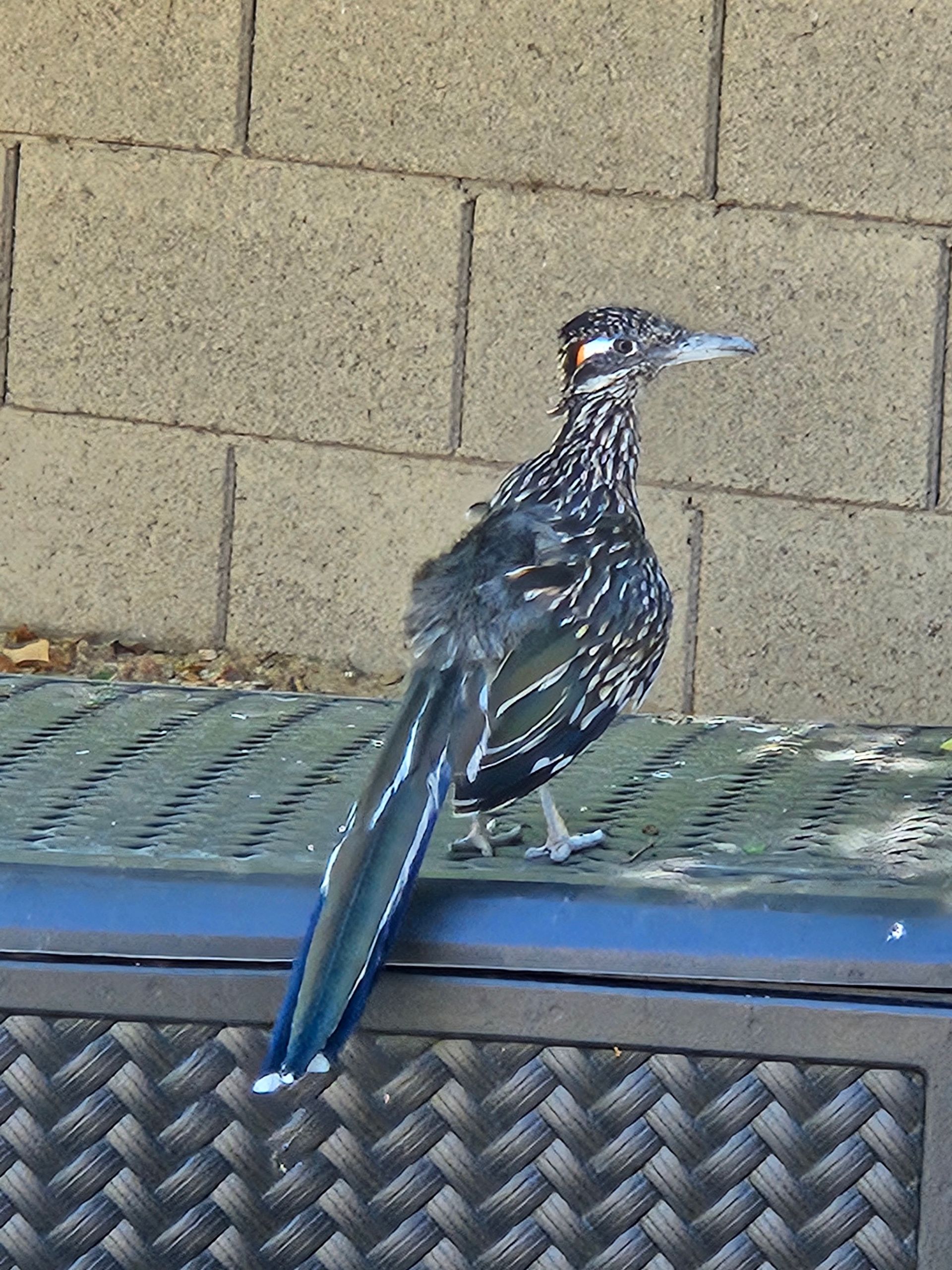 Roadrunner bird on a blue surface, against a brick wall. Bird has black, white, and brown feathers.