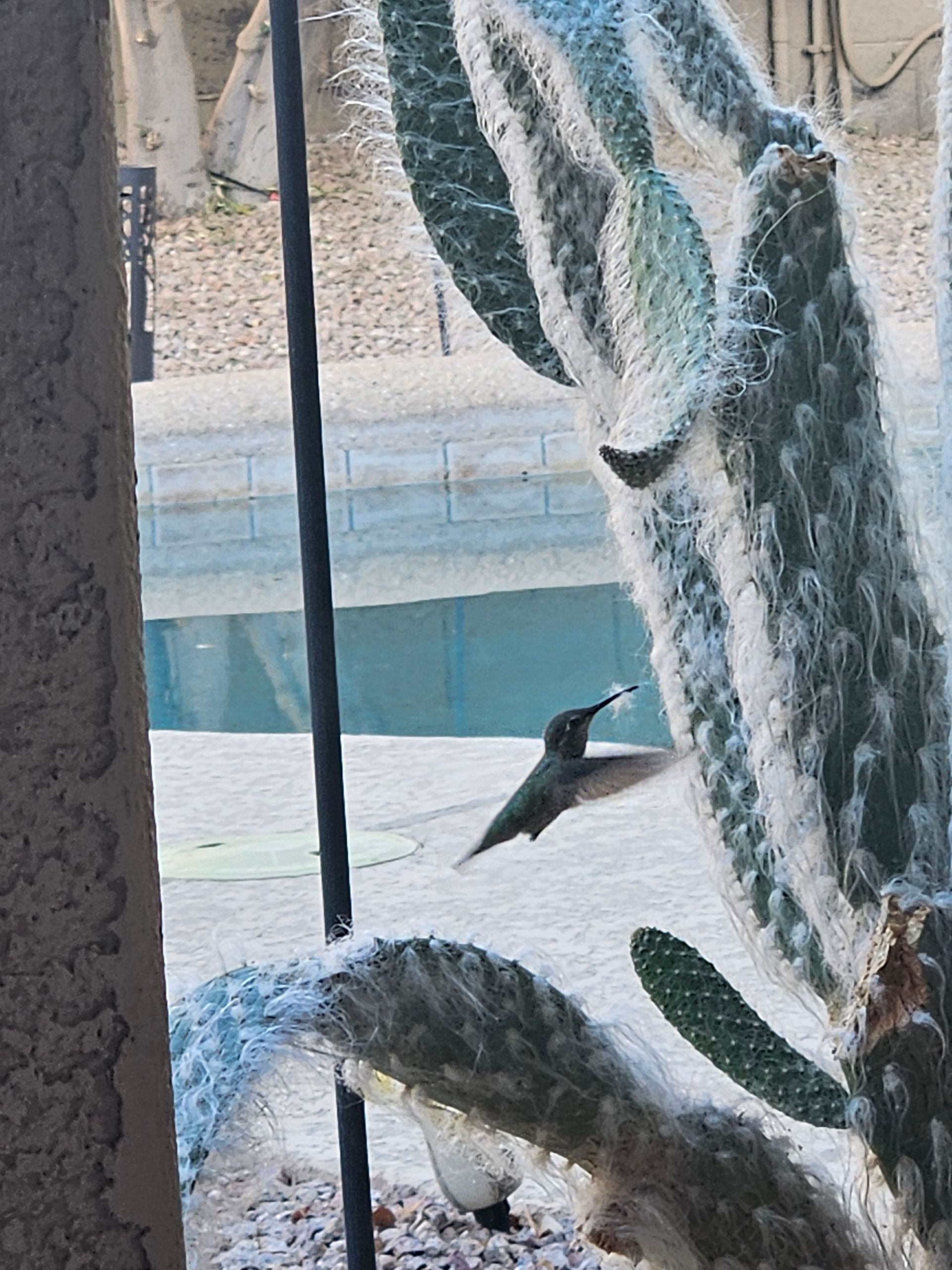 Hummingbird in mid-flight near a cactus with a pool in the background, outdoors, sunny.