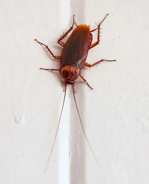 CUCARACHAS