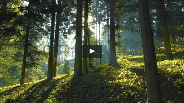 The sun is shining through the trees in the forest