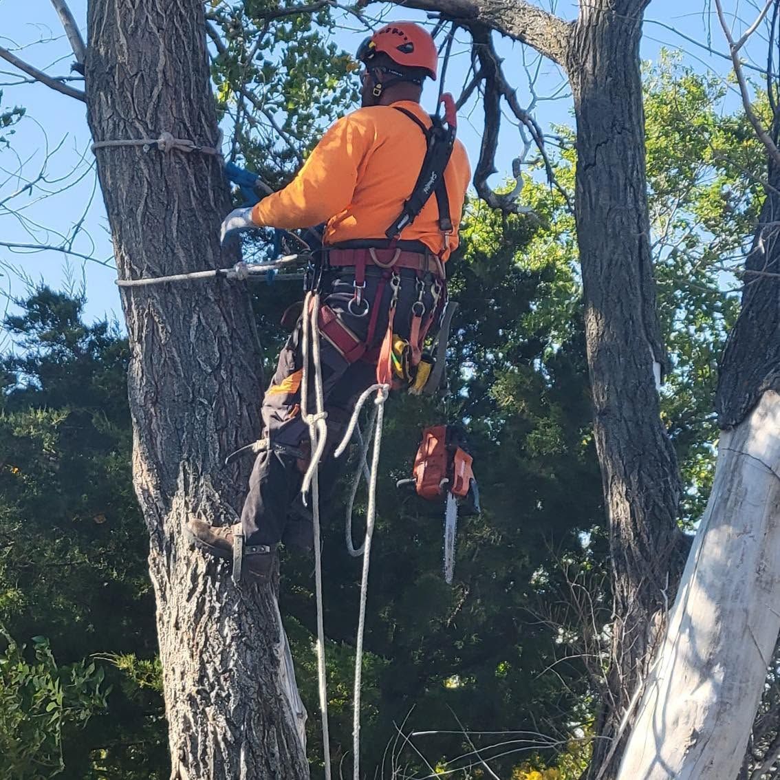 Arborist in orange gear climbing a tree with ropes and harness, trimming branches outdoors.