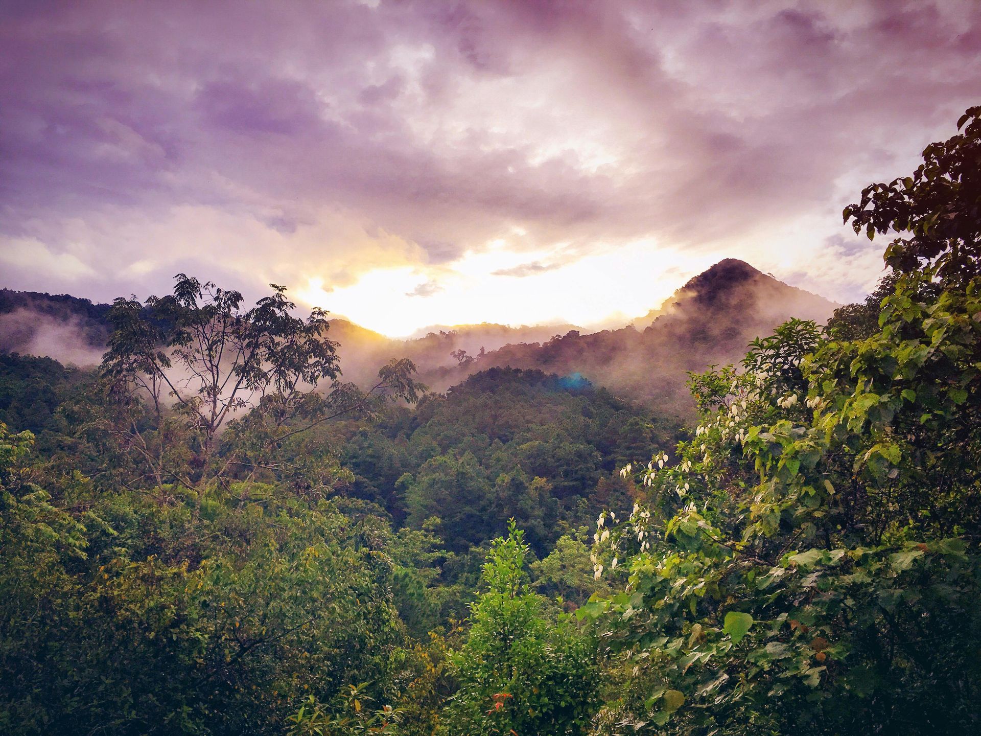 Sunrise over misty forested hills with purple clouds and golden light