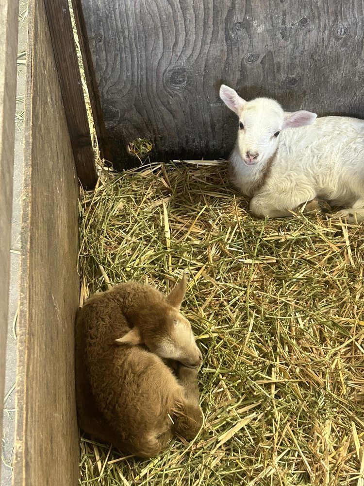 Two lambs resting on hay in a wooden pen. One is brown, curled up, the other white, alert.