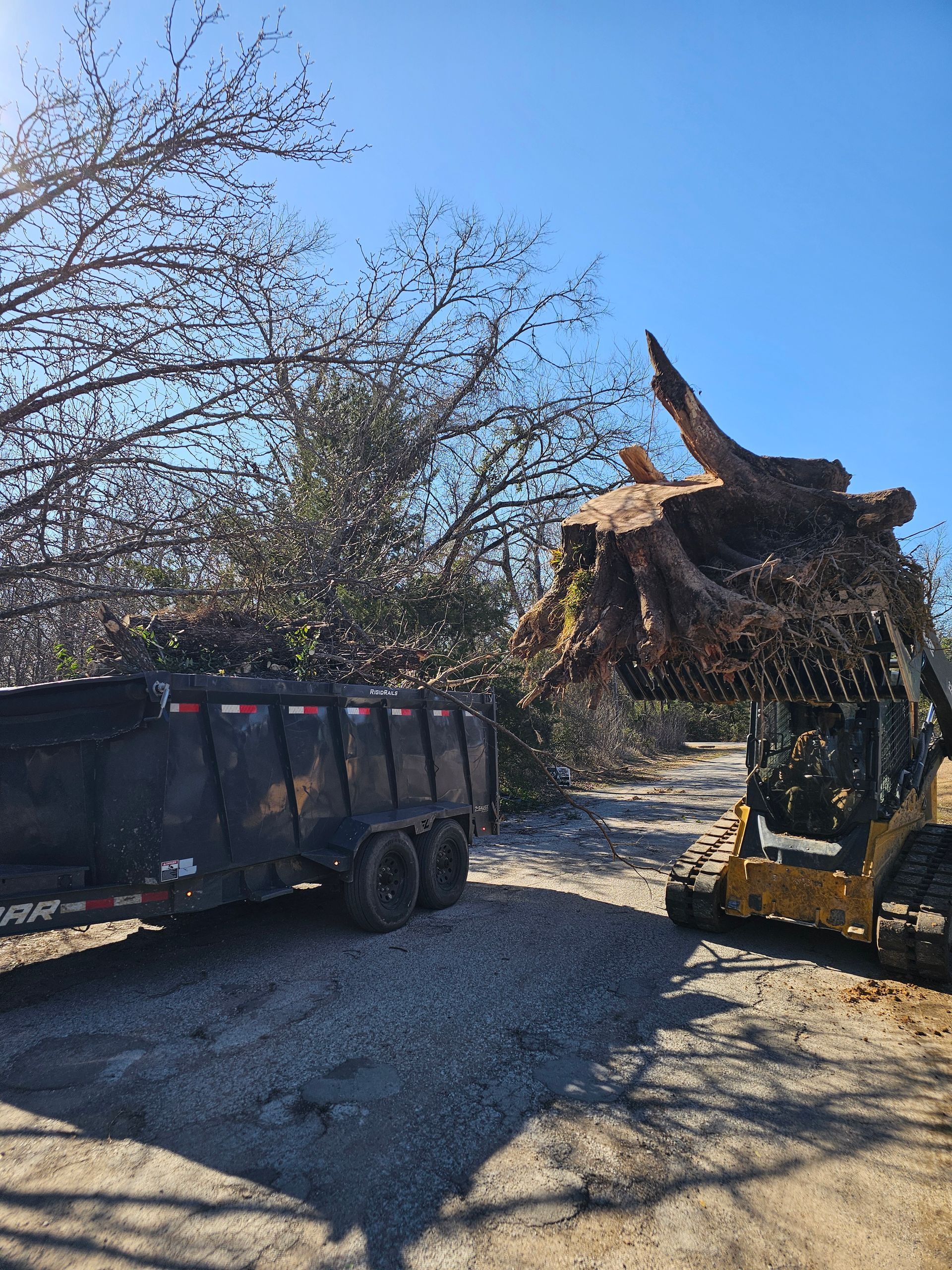 Yellow skid steer loading tree debris into a black trailer under a clear, blue sky.