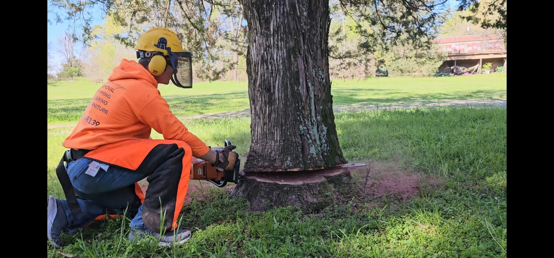 A person in orange safety gear kneels and uses a chainsaw to cut a tree trunk in a grassy area.