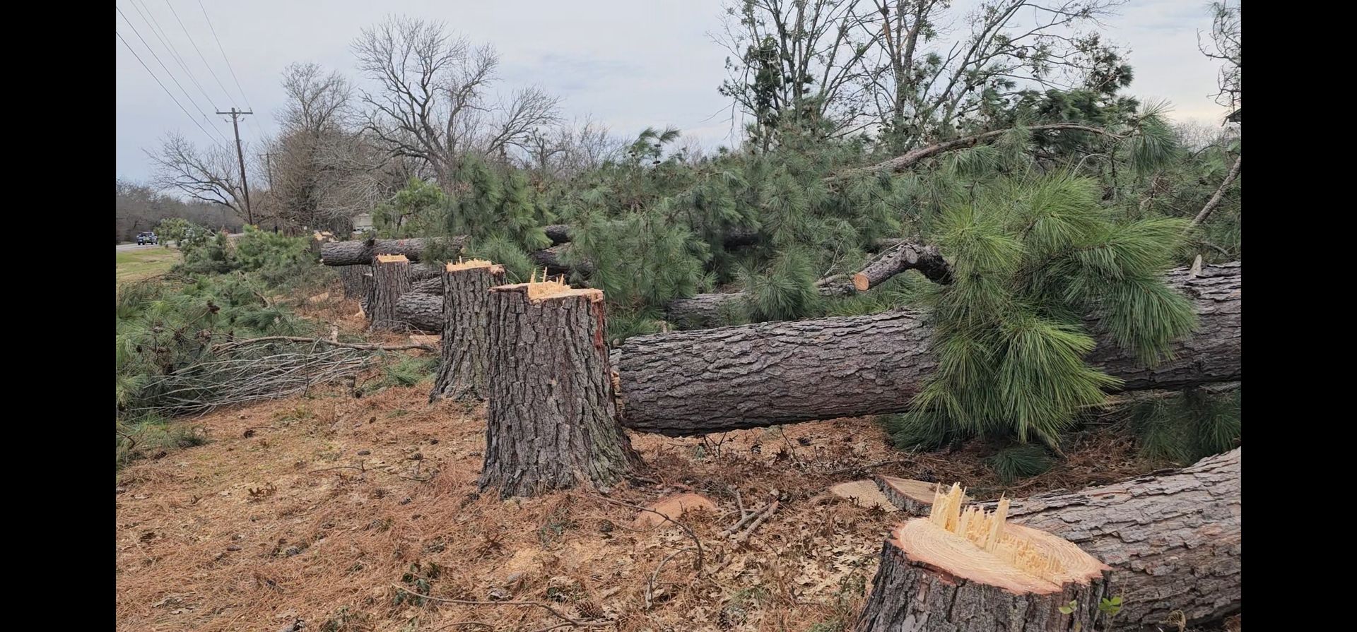Felled trees and stumps in a field; cloudy sky overhead.