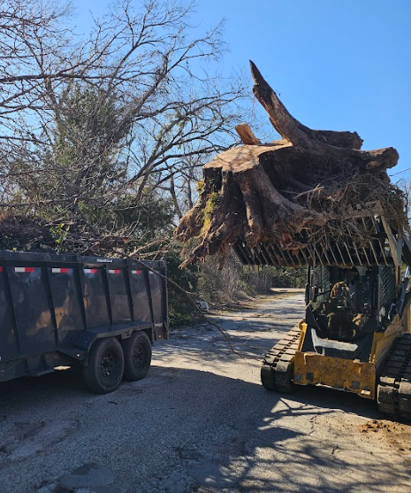 A skid steer loader placing a large tree stump and roots into a dump trailer on a paved road.