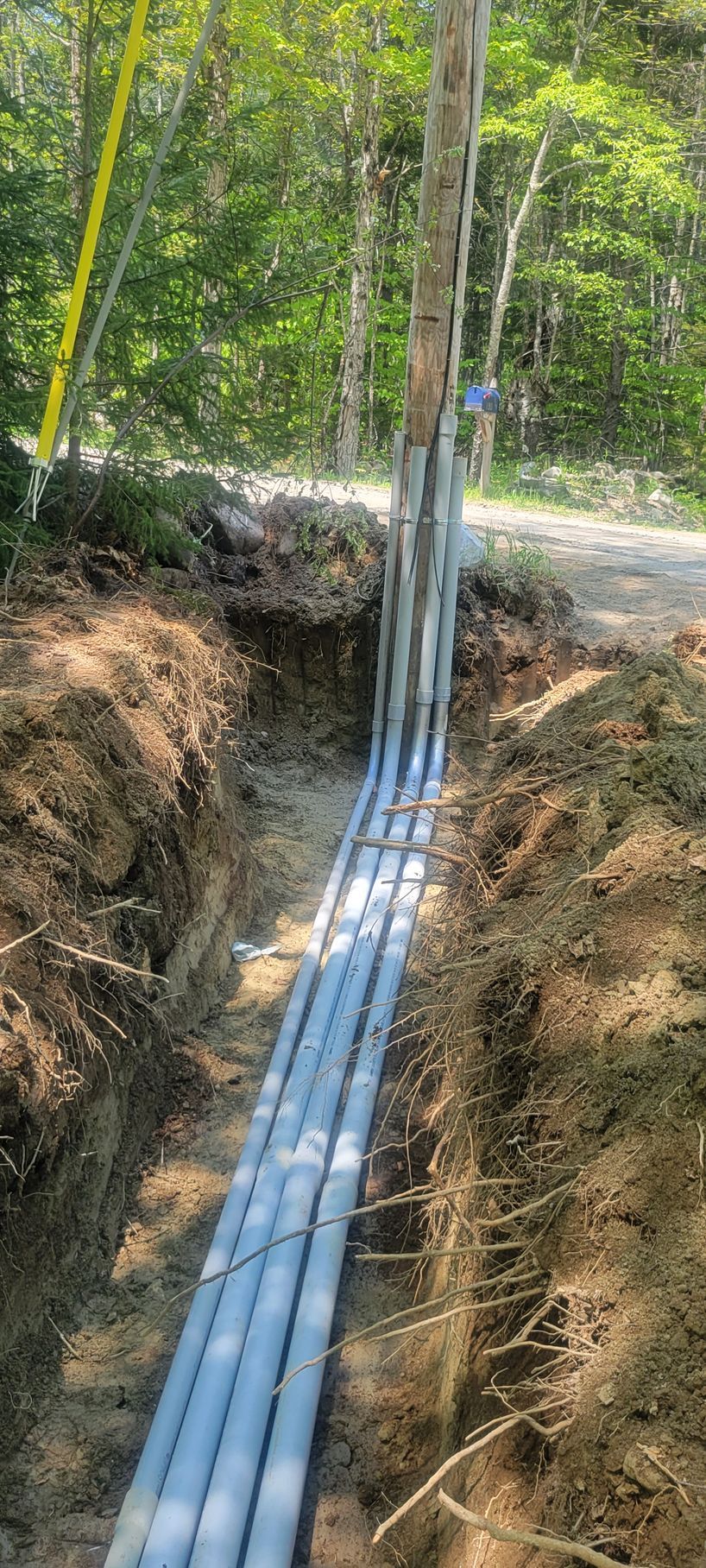 A bunch of pipes are being installed in a trench next to a tree.
