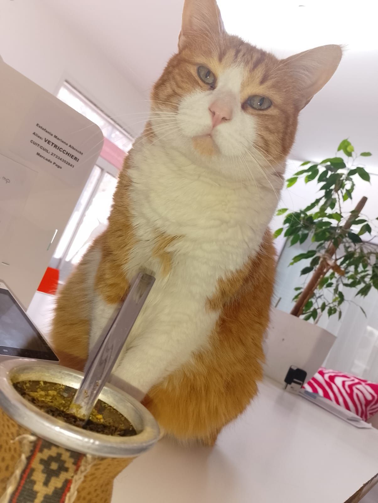 Gato naranja y blanco, expresión seria, cerca de mate con bombilla, interior.