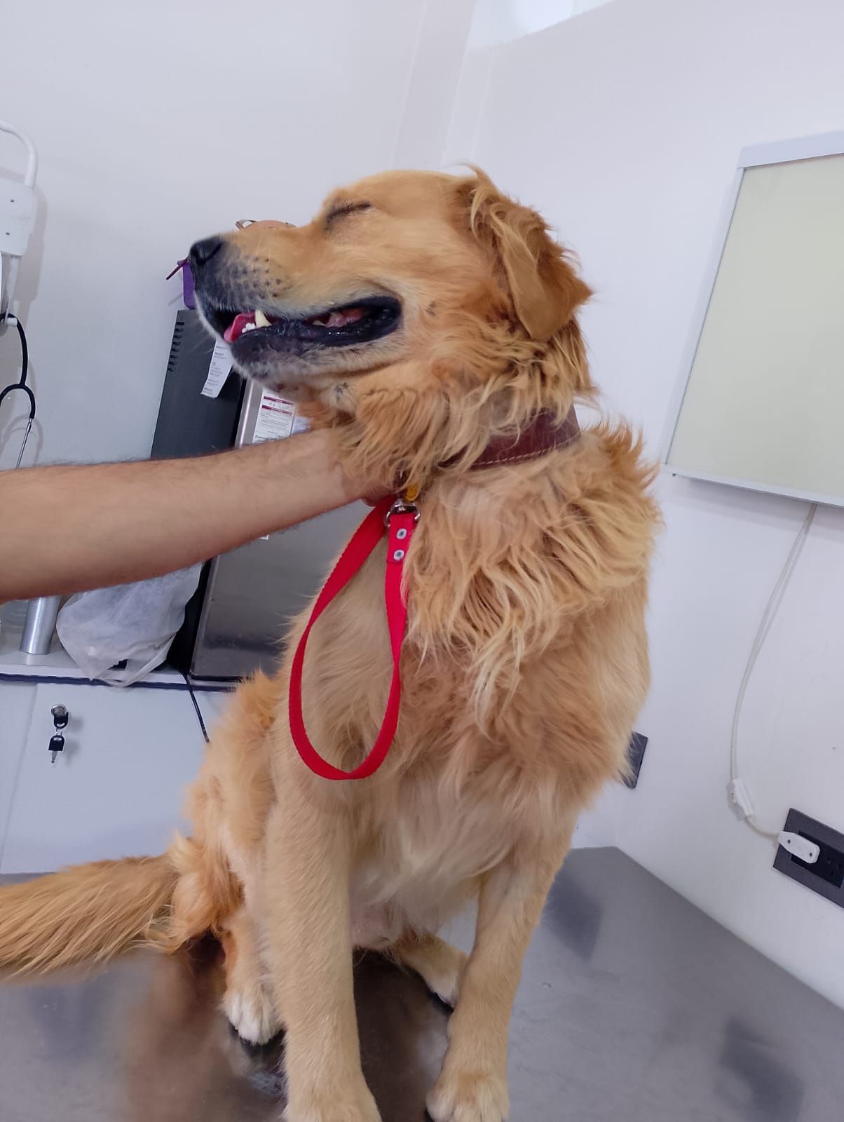 Golden retriever en el consultorio de un veterinario, con los ojos cerrados, sostenido por una mano; collar rojo y correa.