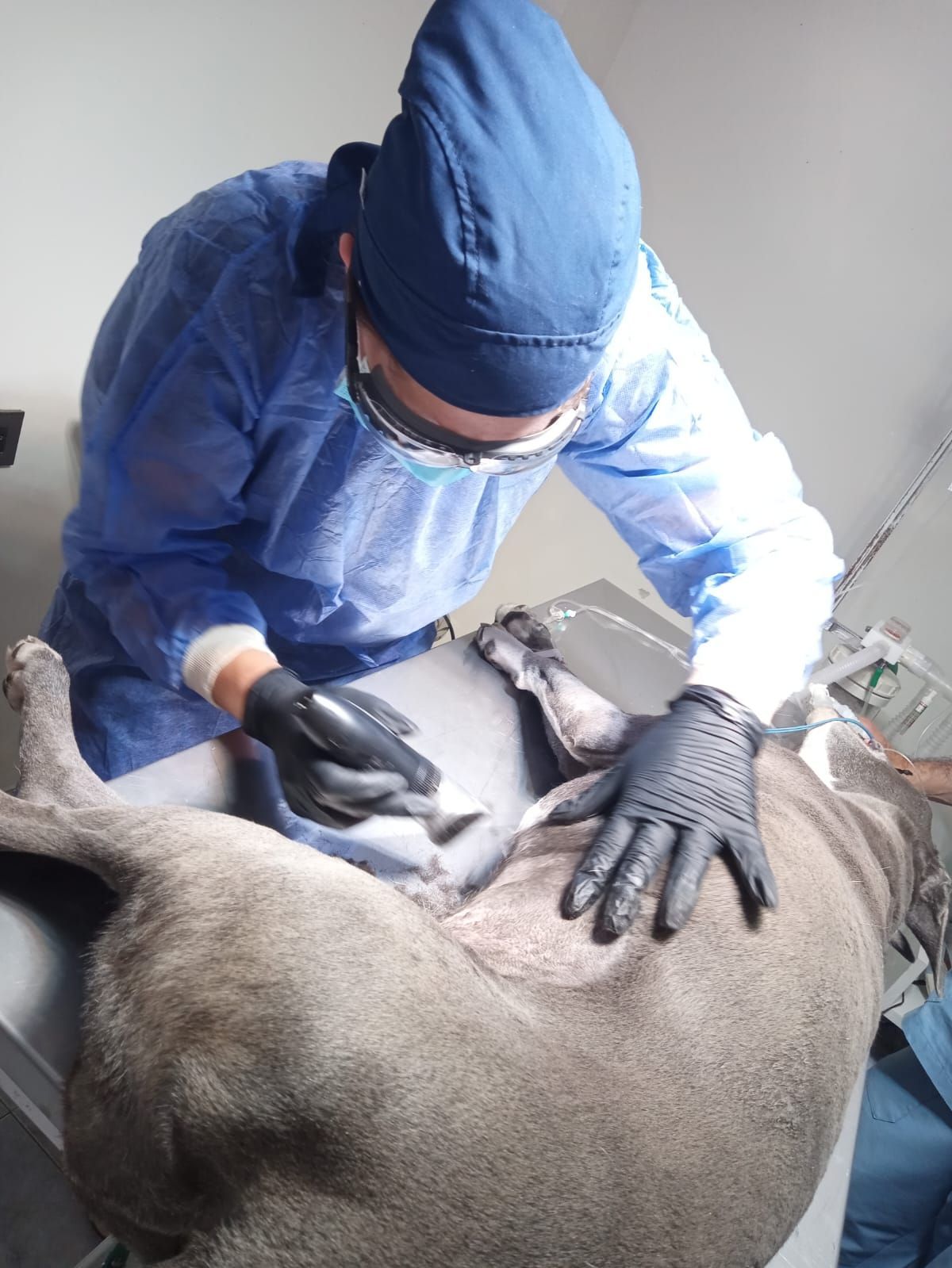 Veterinario con uniforme azul utiliza una herramienta médica en un perro gris durante un procedimiento.