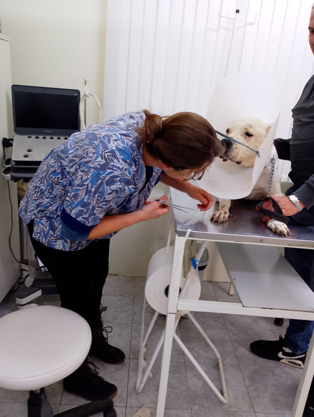 Un veterinario examina a un perro en una mesa de metal, con una máquina de ultrasonido visible en un entorno clínico.