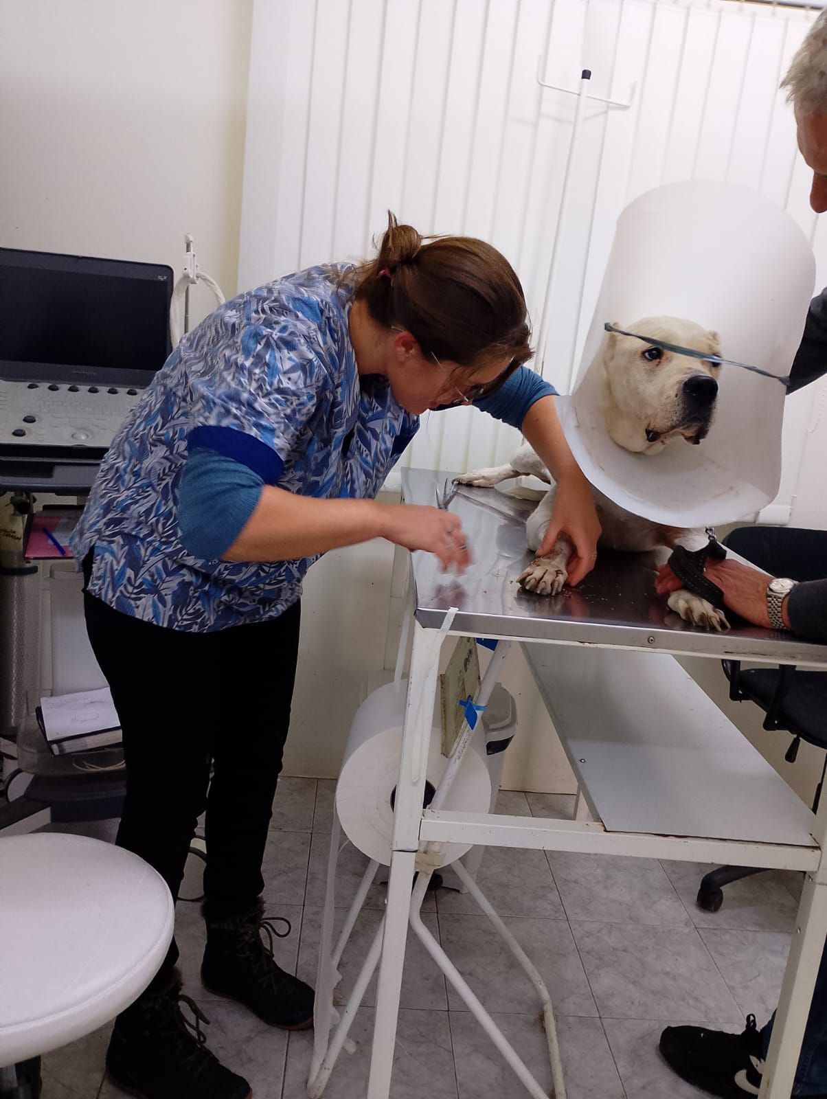 Veterinario examinando a un perro que lleva un collar cónico en una mesa médica en una clínica.