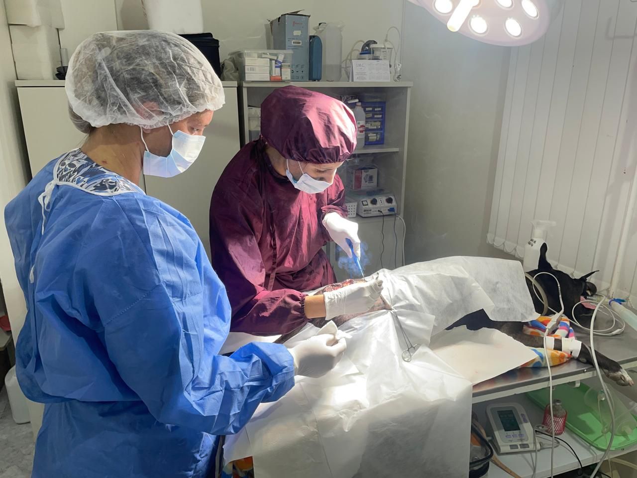Dos profesionales médicos vestidos con uniformes médicos realizan un procedimiento en un perro en una clínica veterinaria.