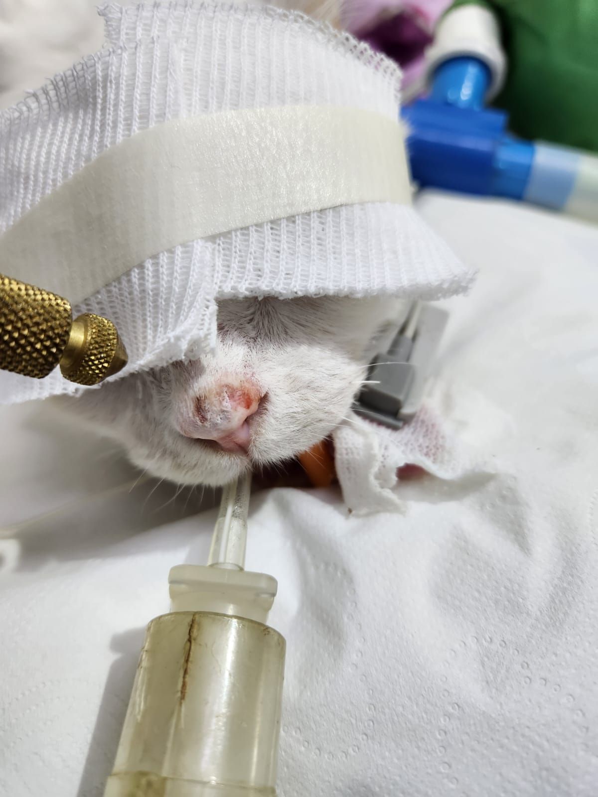 Gato blanco con tubos médicos y cabeza envuelta, recibiendo atención.