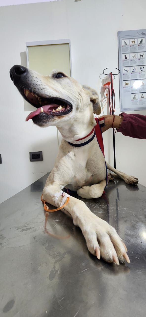Un perro galgo en una mesa de examen de metal con una línea intravenosa roja.