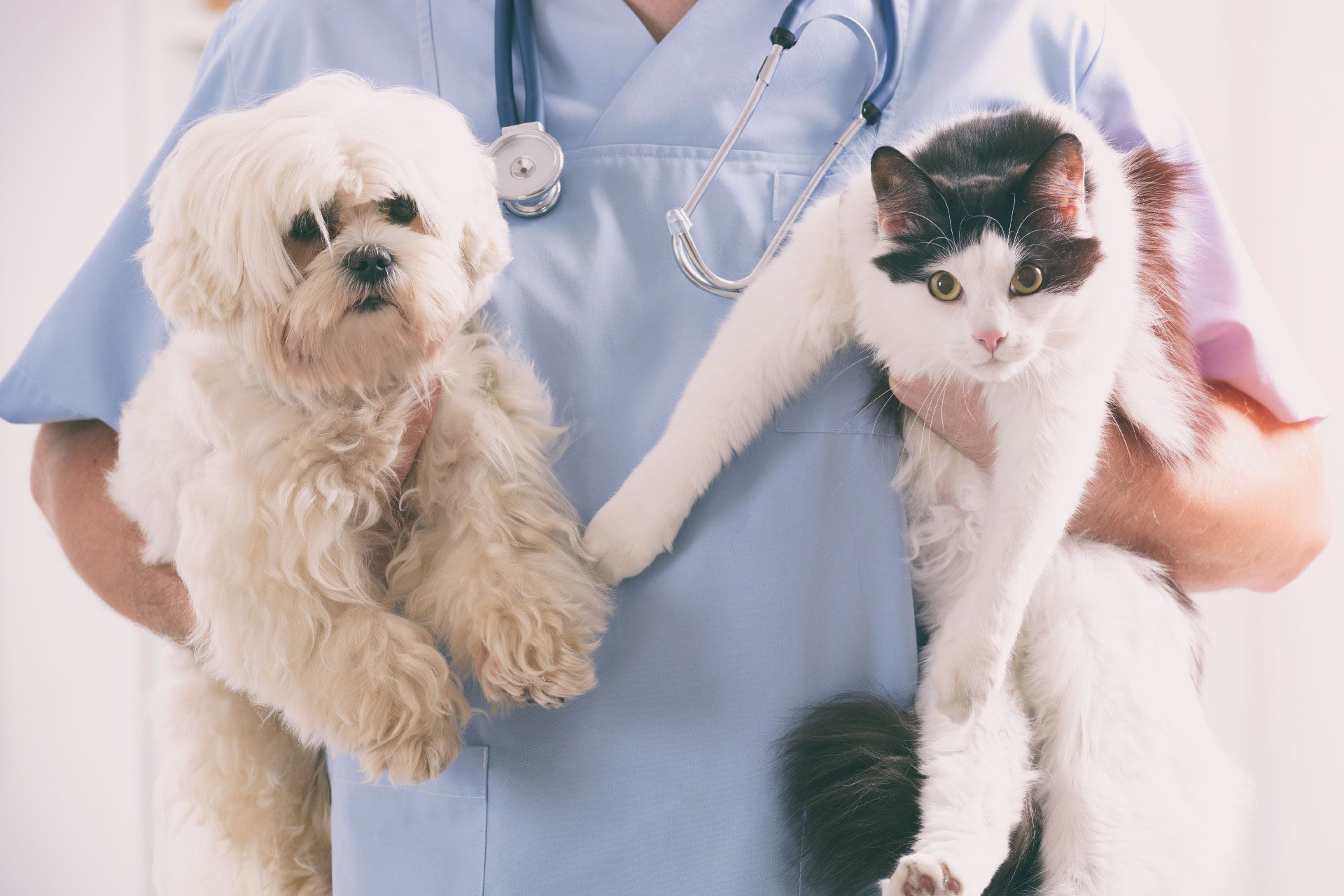 Veterinario con uniforme azul sosteniendo un perro blanco y un gato blanco y negro, todo en un entorno médico.