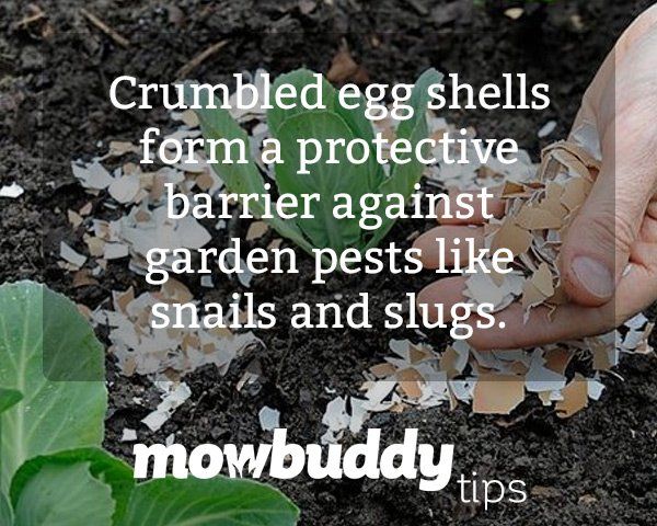 Egg shells around a small lettuce plant