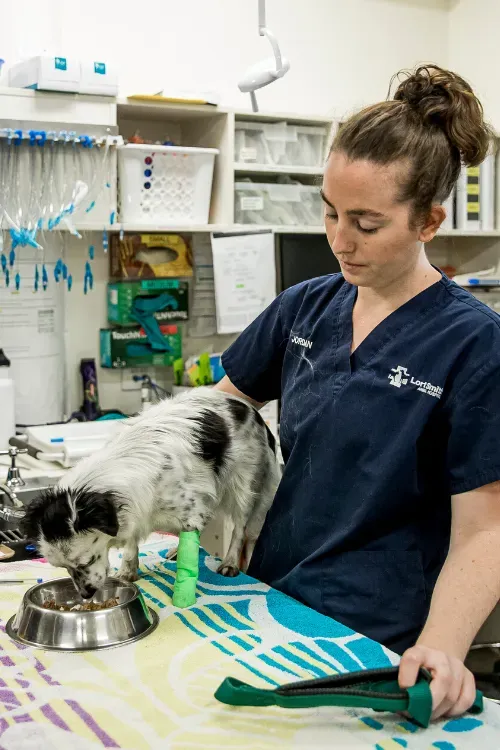 A woman is feeding a dog from a bowl in a veterinary clinic.