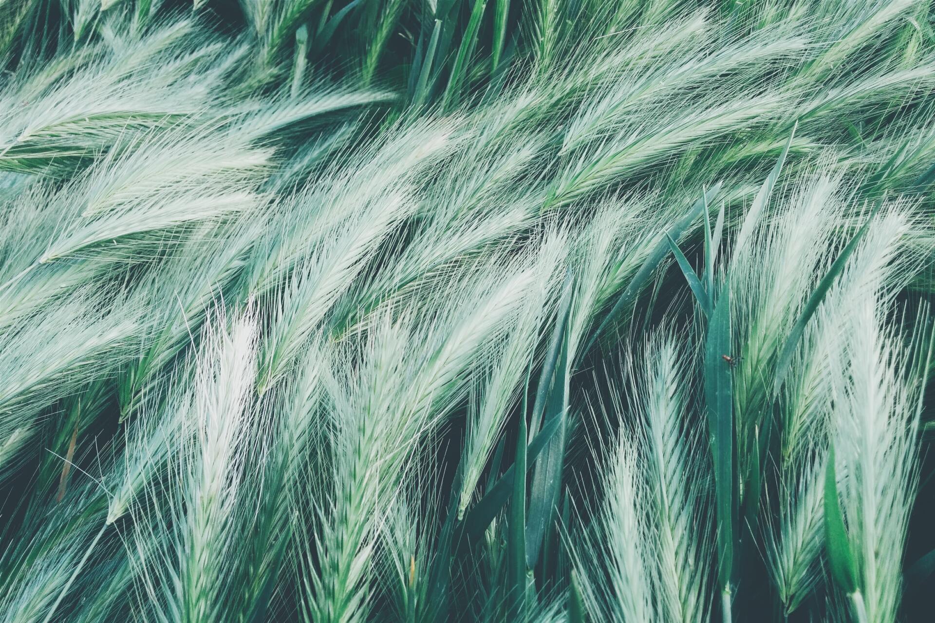 A close up of a field of green grass blowing in the wind.