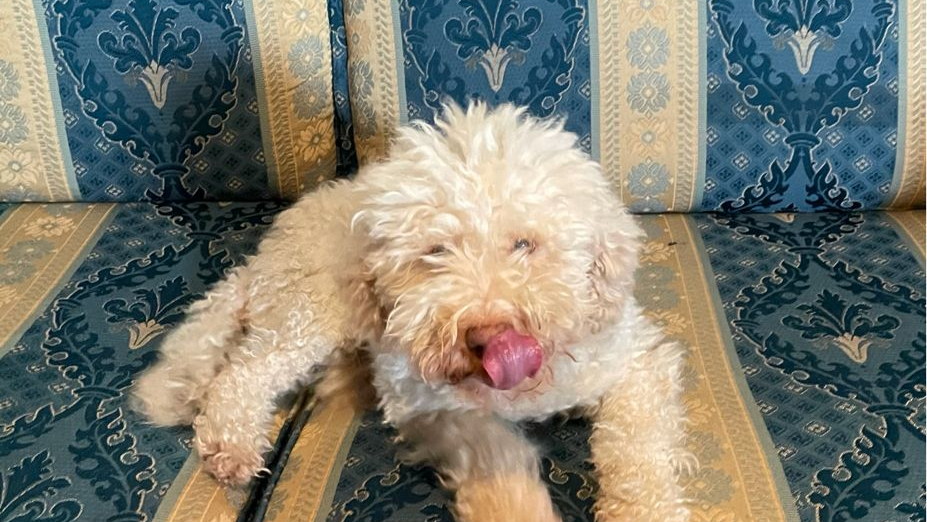 Cane color crema con la lingua di fuori, sdraiato su un divano con motivi blu.
