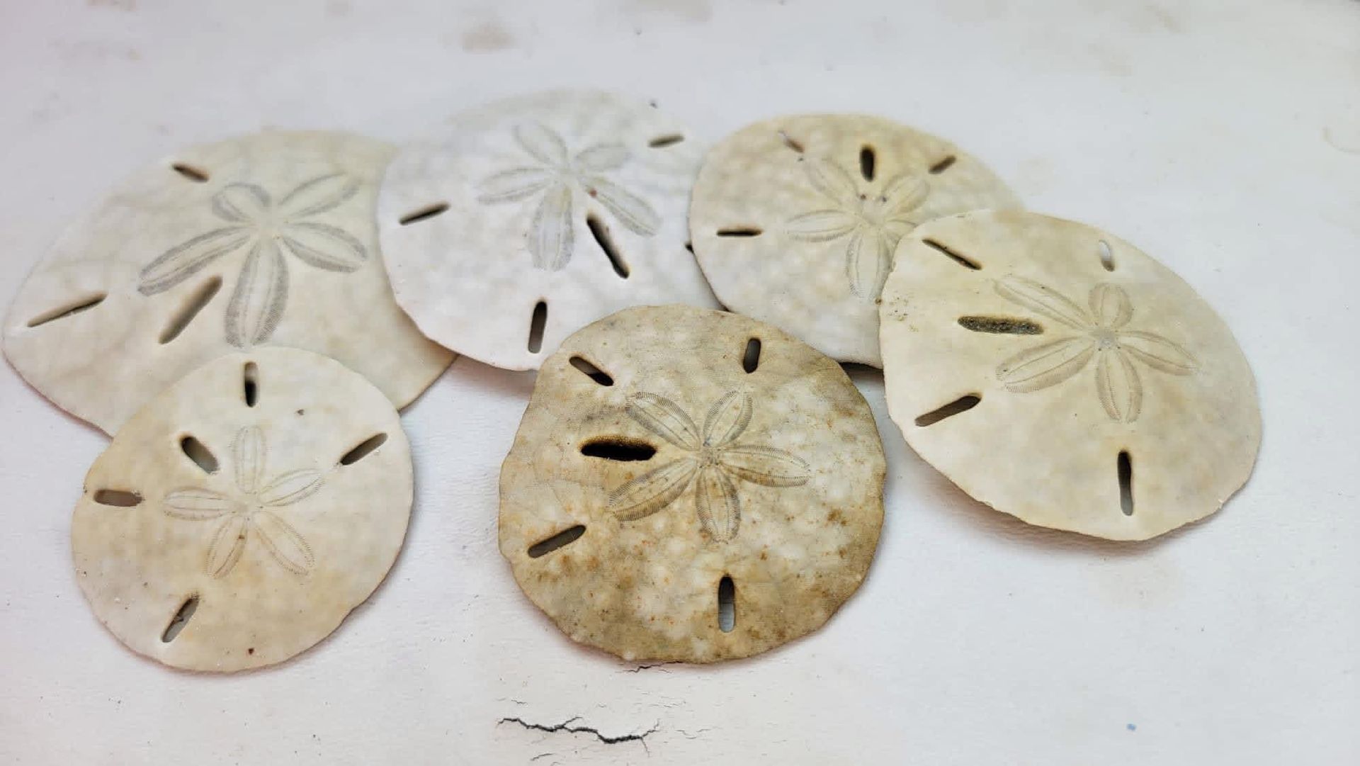 Six sand dollar shells on a light surface, arranged in a loose cluster.