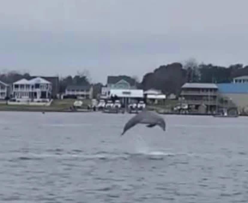 Dolphin jumping from gray water near waterfront houses and docks under an overcast sky