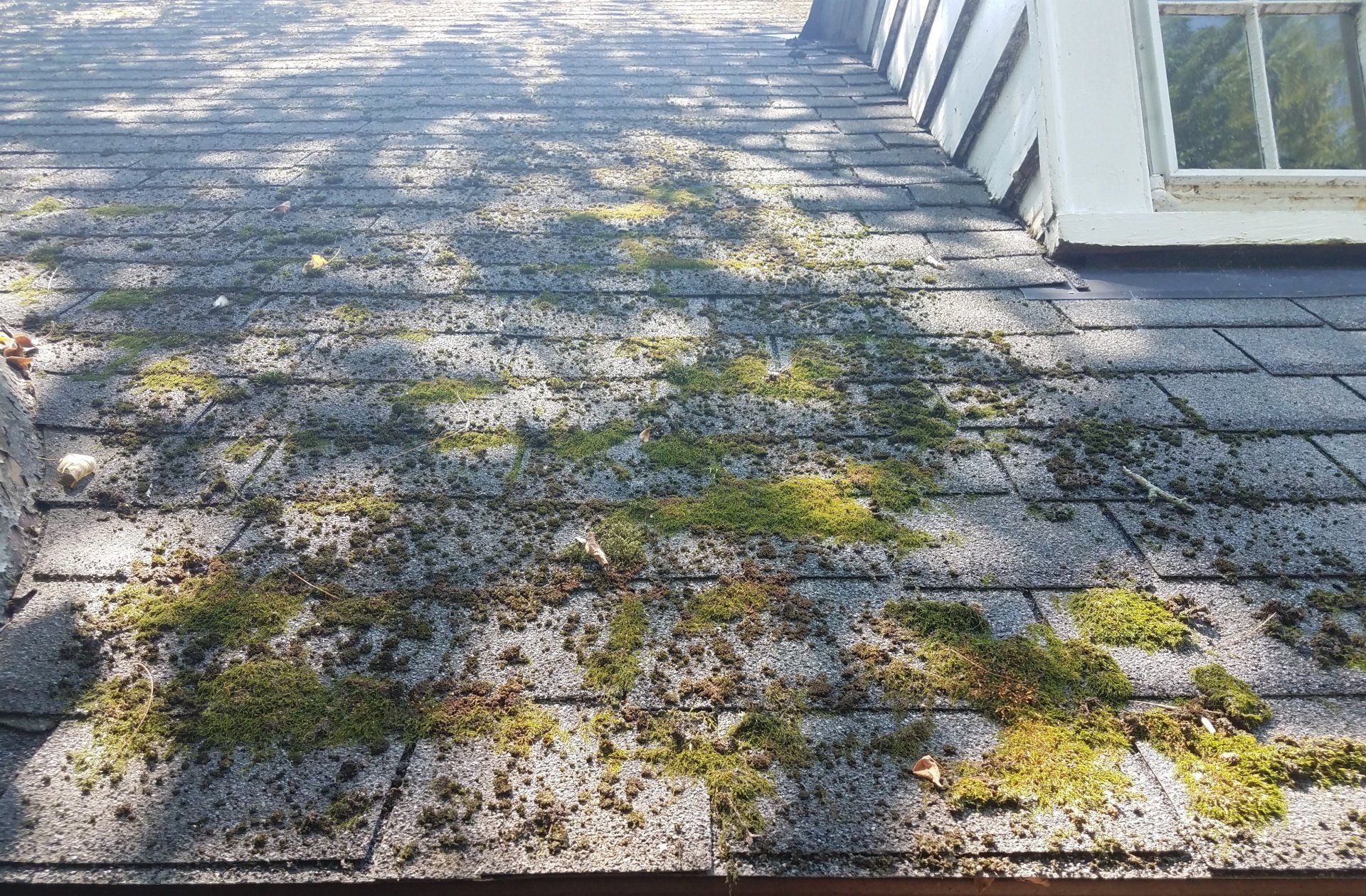 roof moss