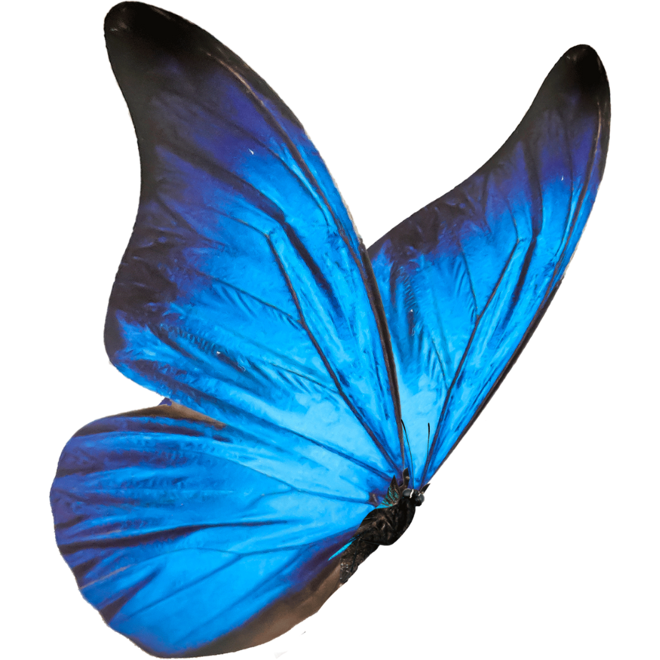 Blue butterfly