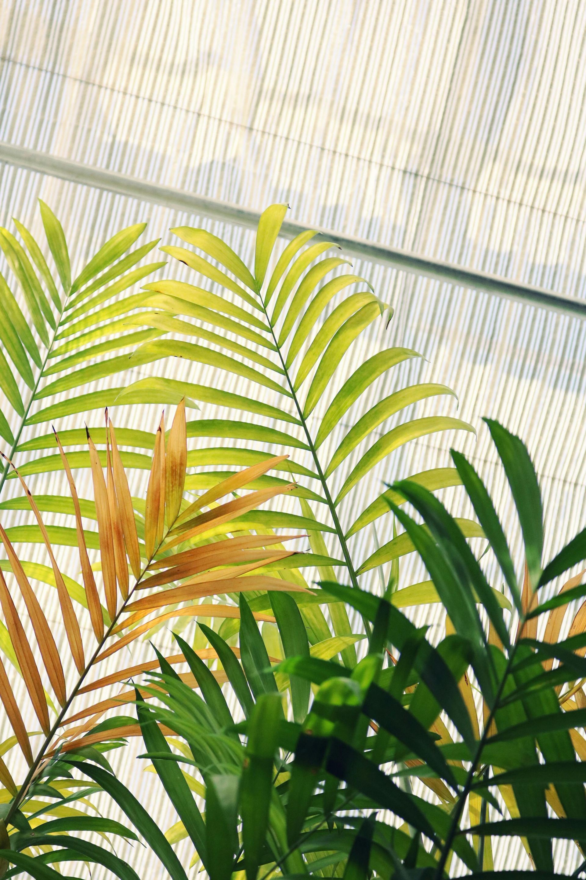 A close up of a palm tree leaf with a fence in the background.