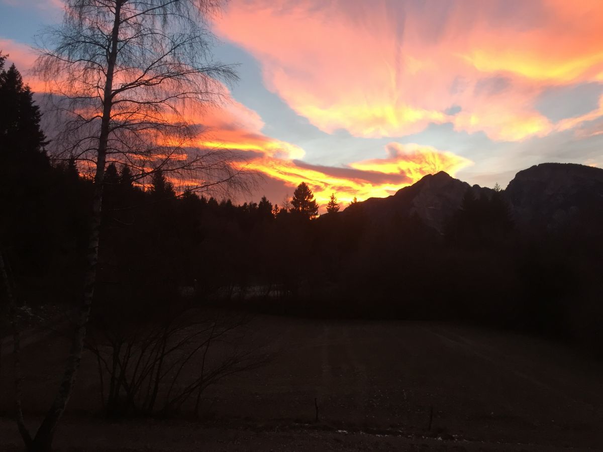Foresta al tramonto