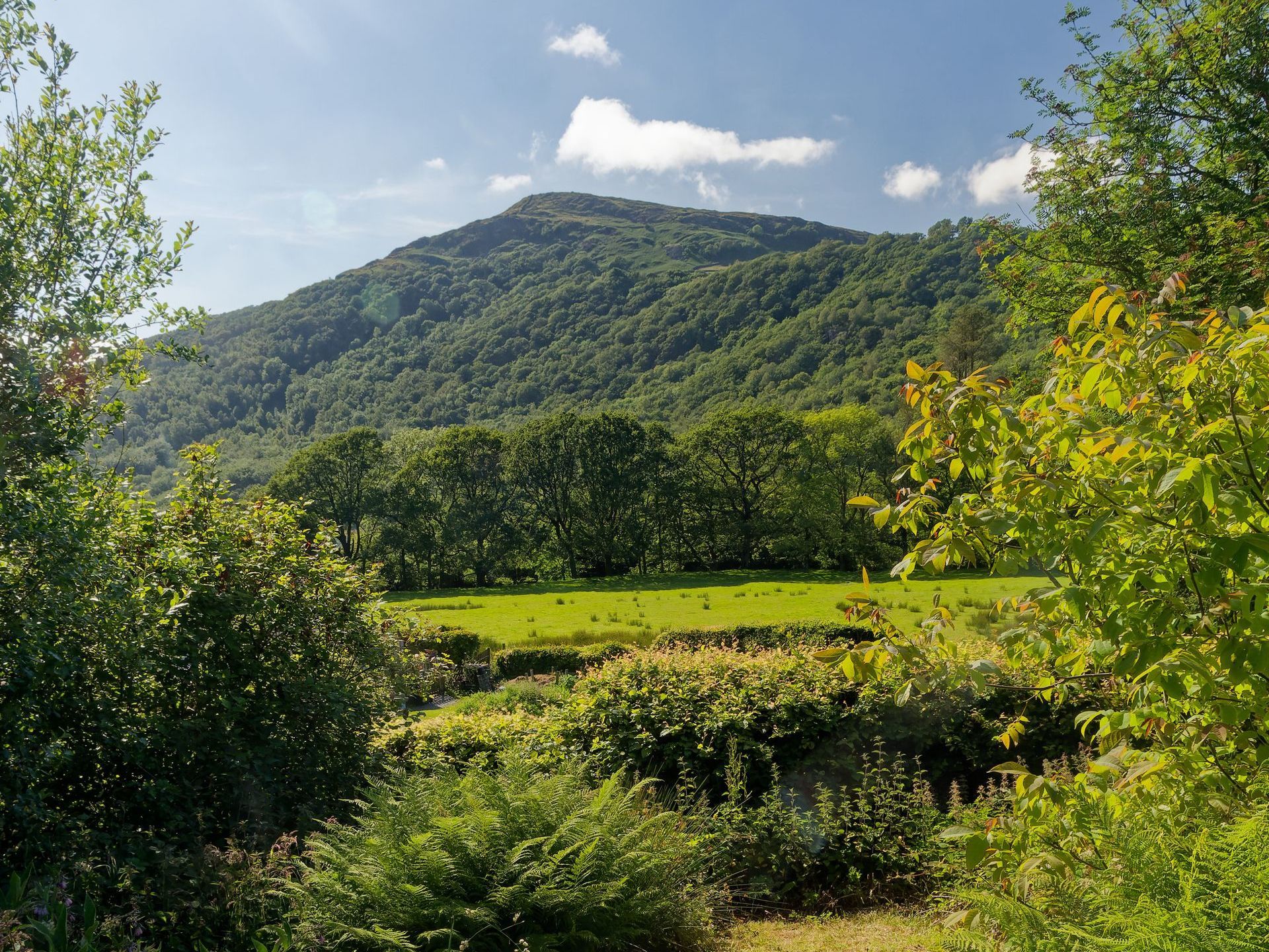 A lush green field with a mountain in the background