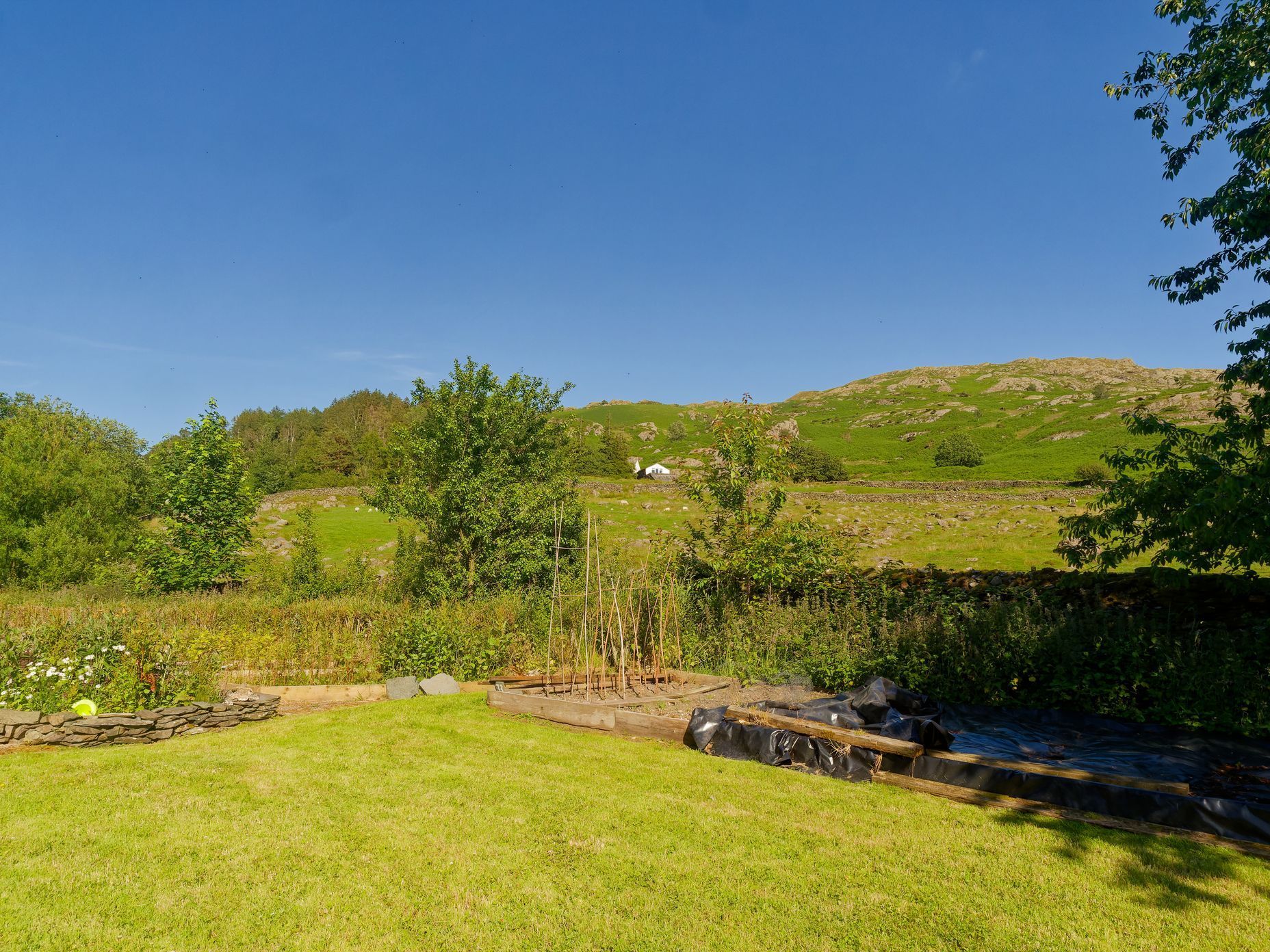 A lush green field with trees and mountains in the background
