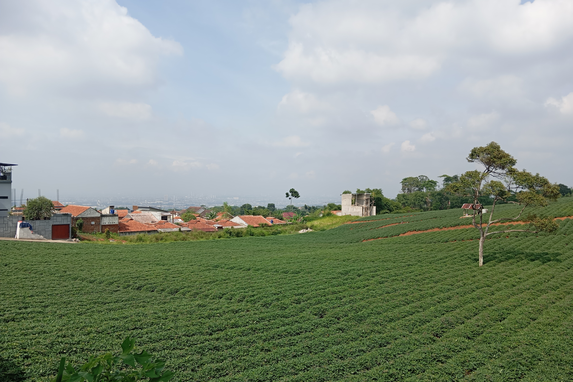 A bright green vegetable field stretches toward a residential area with red-roofed houses under a partly cloudy sky.