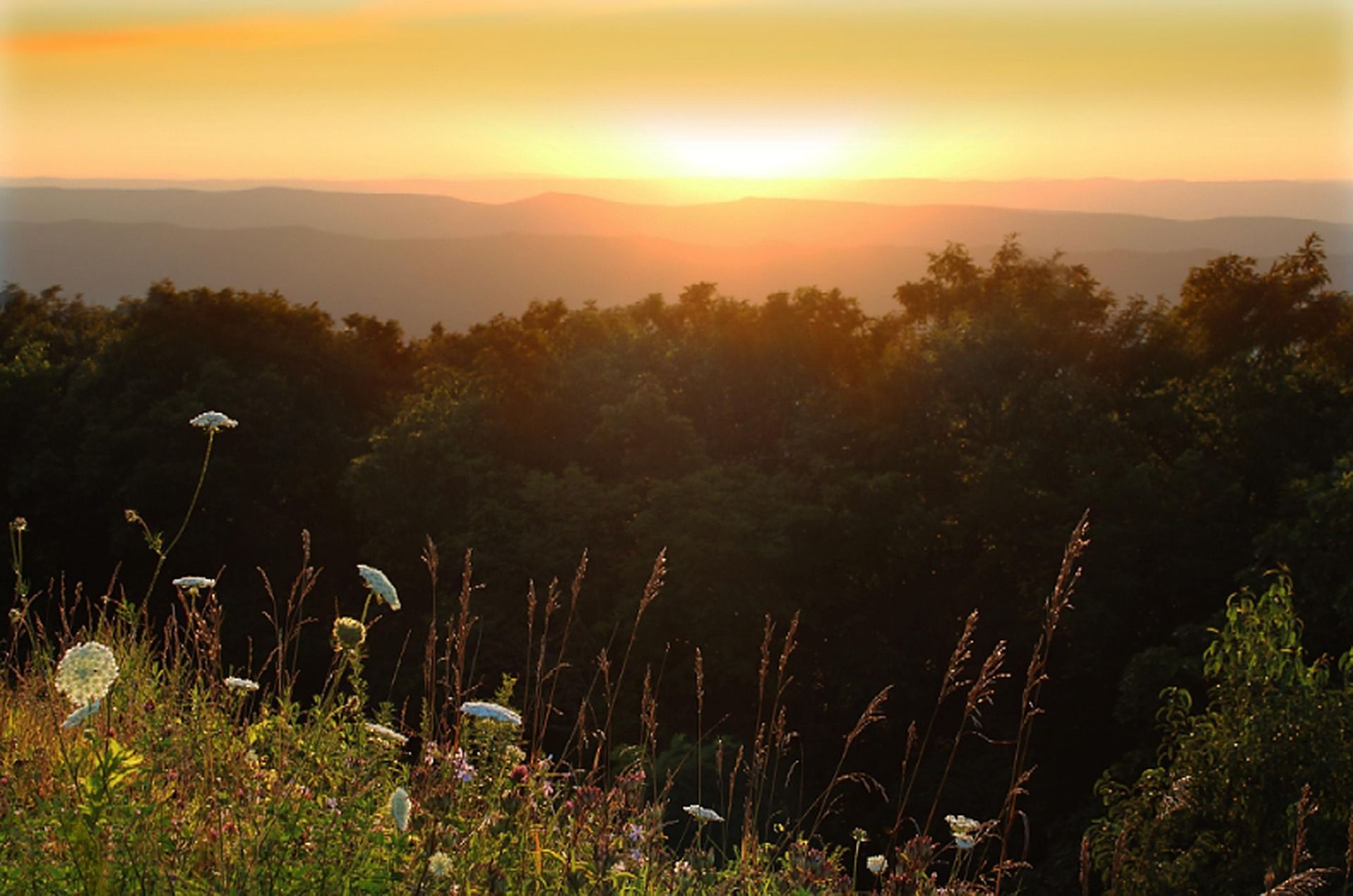 A sunset glows orange over distant rolling hills behind a foreground of dark forest trees and white wildflowers.