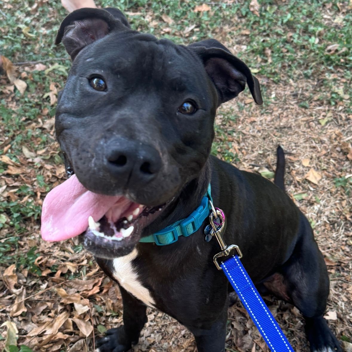Dog Adoption Process