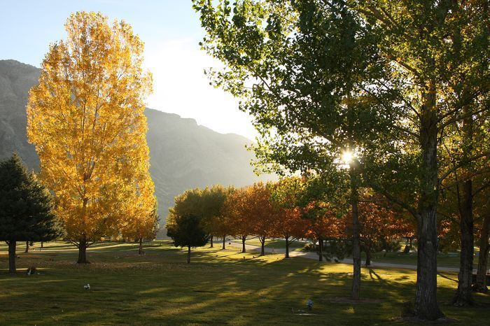 Sunlit park with tall autumn trees, green grass, and mountains in the background