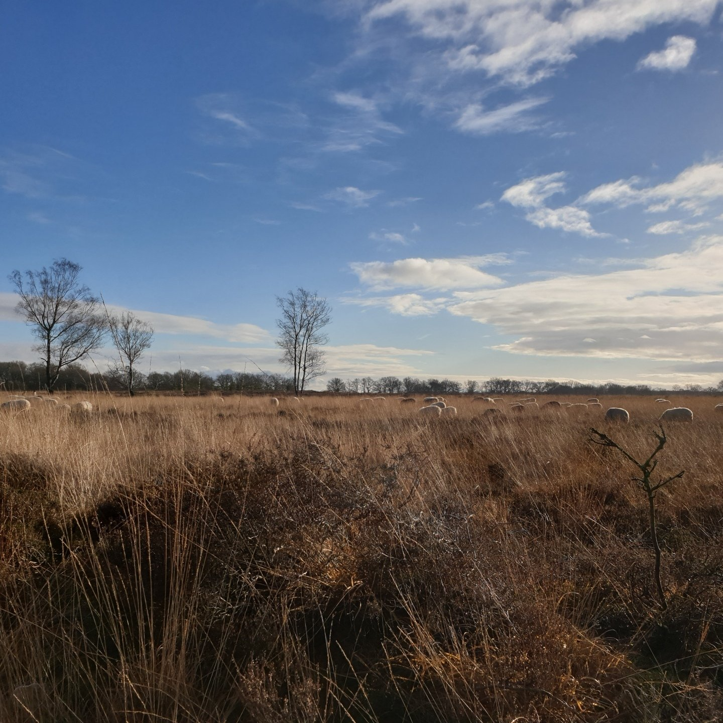 dialoog, wandelcoaching, buitencoaching, natuurcoaching, het goede gesprek