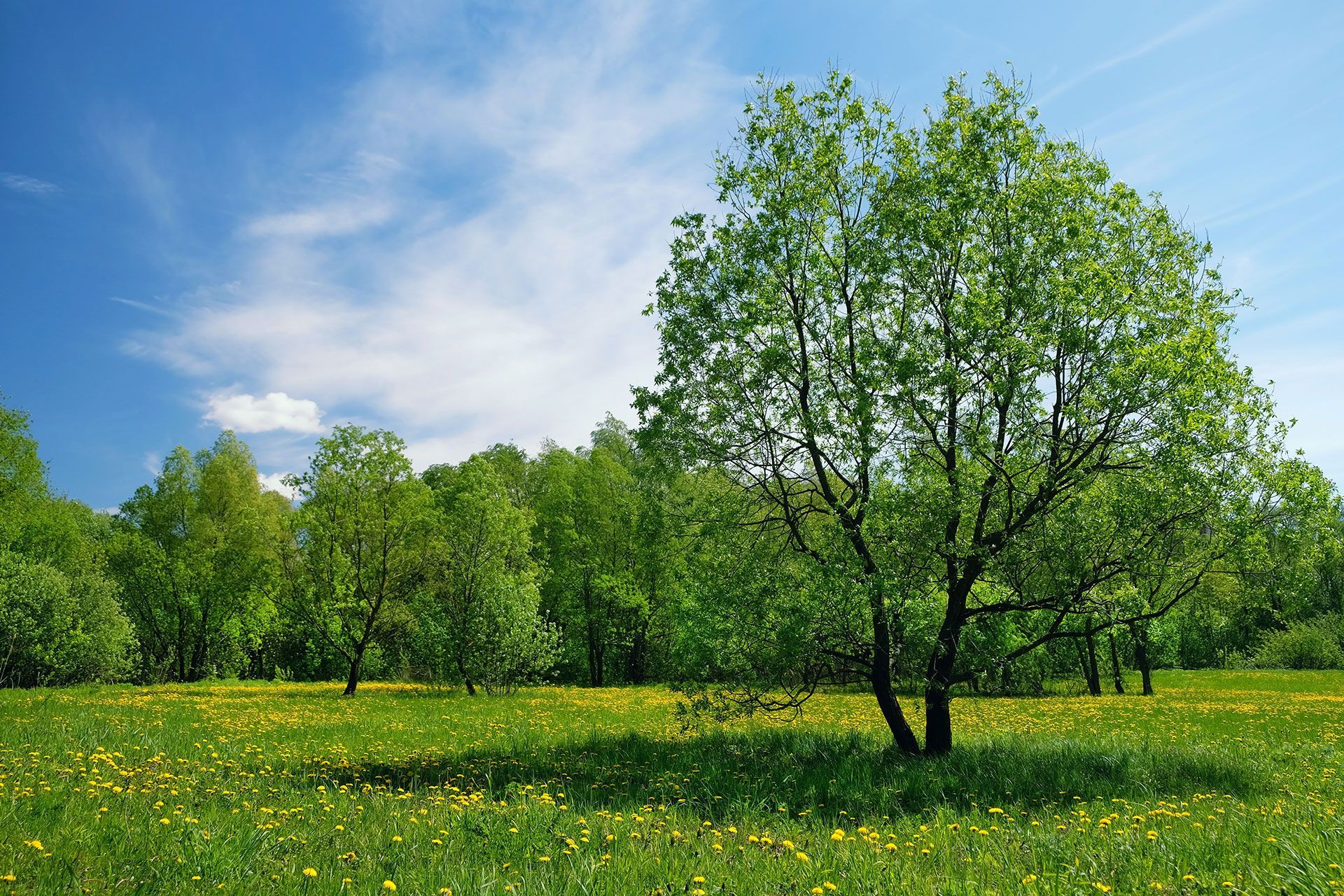 spring, summer nature background with yellow dandelions flowers, trees and blue sky. Beautiful pastoral landscape with green tree on floral meadow