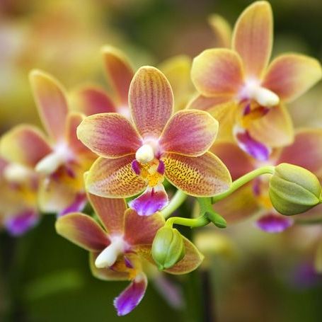 A close up of a bunch of pink and yellow flowers