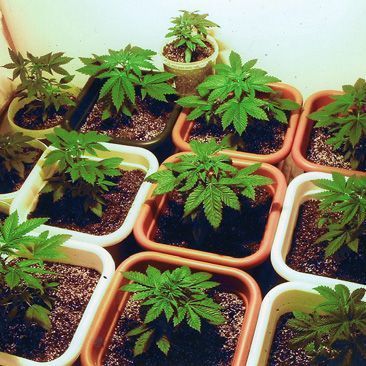 A bunch of potted plants with green leaves