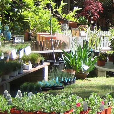 A garden filled with lots of potted plants and flowers